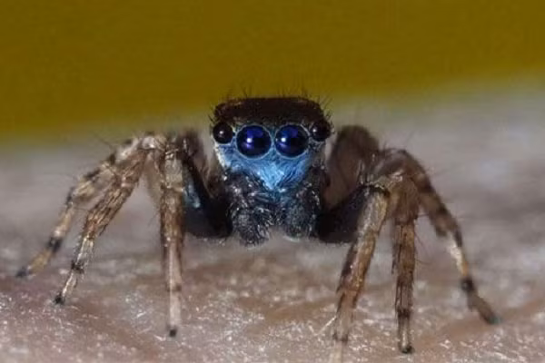 Thay vì bám vào tơ và trèo lên trực tiếp lên mạng và trở lại sàn đấu, nhện nhảy Portia đã bí mật đi vòng lên thân cây và chọn một hướng tấn công khác tốt hơn.