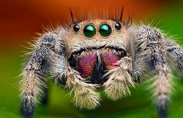 Jackson lần đầu tiên quan sát thấy điều này trong tự nhiên khi nhện nhảy Portia đụng độ một loài nhện thợ dệt cầu. Con nhện thợ dệt đã bảo vệ mạng của nó bằng cách lắc mạnh, hất tung con nhện nhảy xuống nền rừng.