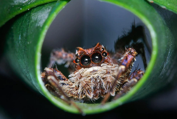 Một nghiên cứu mới đây đã cho thấy, dù có bộ não rất nhỏ, nhưng trí thông minh của loài nhện thực sự là thứ mà chúng ta không thể xem thường.