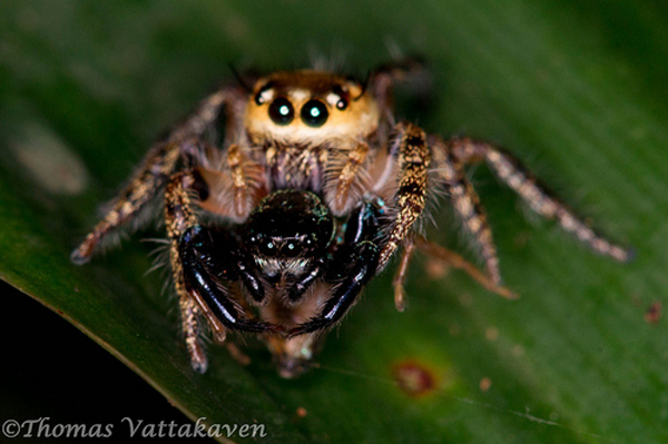 Bộ đôi nhà khoa học còn làm thêm một vài thí nghiệm và phát hiện ra nhện Portia có thể đếm đến 3, và khả năng này tương đương với những gì mà một đứa trẻ 1 tuổi có thể thực hiện.