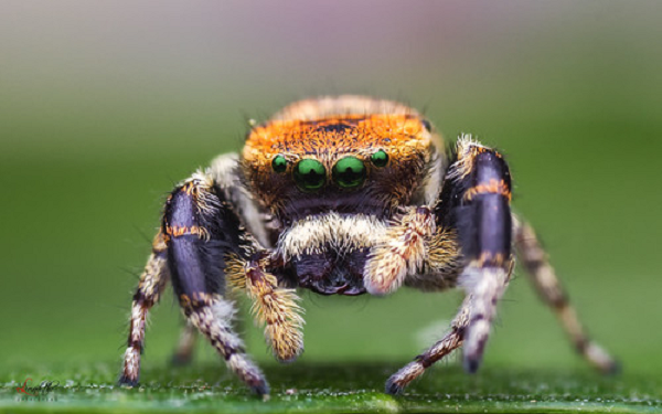 Loài Portia đã bắt chước sự lắc lư của con đực và dụ con cái vào cuộc phục kích đã giăng sẵn. Đối với loài Portia, việc tìm ra chiến lược săn mồi phù hợp đặc biệt quan trọng khi chúng truy đuổi những con nhện nhảy khác.