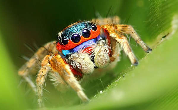 Khác với những loài nhện giăng tơ bẫy côn trùng khác, những con nhện nhảy Portia là loài săn mồi chứ không chịu ngồi yên một chỗ chờ đợi. Và mục tiêu của chúng đôi khi chính là những con nhện khác.