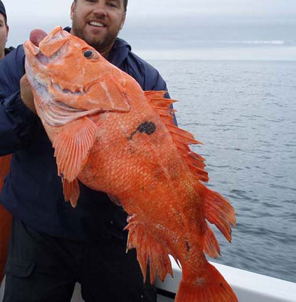 Nhà sinh vật học Peter Sudmant ở UC Berkeley và các cộng sự đã kiểm tra hệ gene của 88 loài cá quân và xác định 137 gene giúp tăng cường tuổi thọ. Kích thước và môi trường sống là những yếu tố ảnh hưởng đến tuổi thọ của cá.