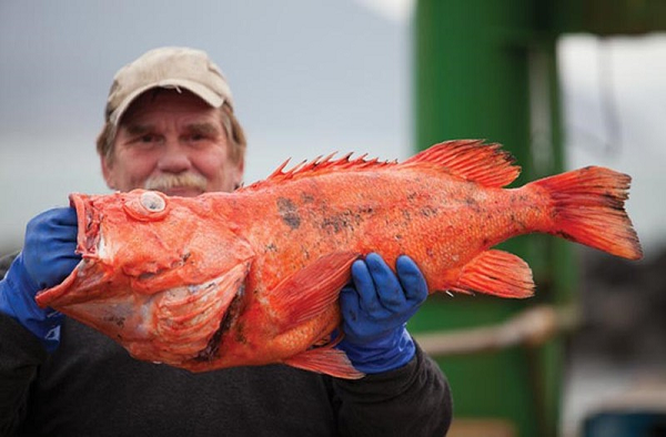 Cá Rougheye thường sinh sống ở độ sâu 170m - 700m dưới mực nước biển ở các vùng biển Thái Bình Dương.