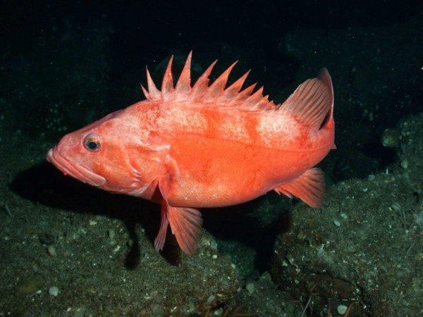 Các chuyên gia phát hiện loài vật lớn hơn thường có lợi thế giúp kéo dài tuổi thọ bởi chúng trao đổi chất chậm hơn và ít bị động vật ăn thịt đe dọa hơn.