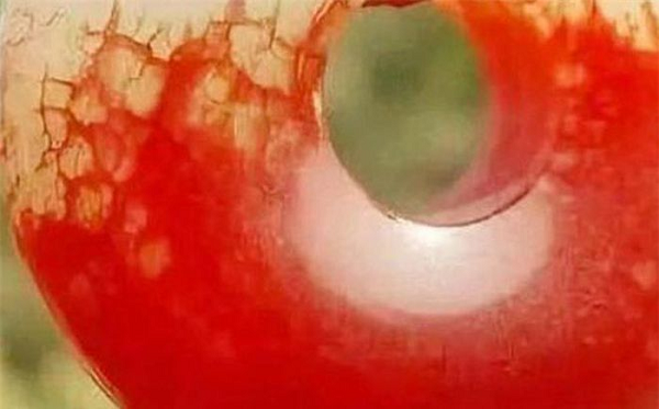 Đây là một viên ngọc bội to gần bằng quả trứng. Sắc màu ngọc đỏ tươi, tròn và bóng, chất lượng khá tốt. Trong khi những người xung quanh còn đang đoán giá đoán non về xuất xứ của vật thể này thì một chuyên gia trong đoàn bỗng tái mặt. Hóa ra đây chính là " Huyết ngọc" đáng ghê sợ trong truyền thuyết.