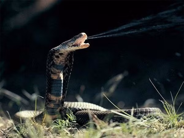 Khứu giác là giác quan nhạy nhất của rắn. Chúng ngửi bằng lưỡi. Nhờ chiếc lưỡi có hình dạng giống cái nĩa, rắn có thể xác định hướng của mùi. Tuy không có khả năng nghe nhưng rắn có thể cảm nhận rung động âm thanh. Thị lực của rắn rất kém.