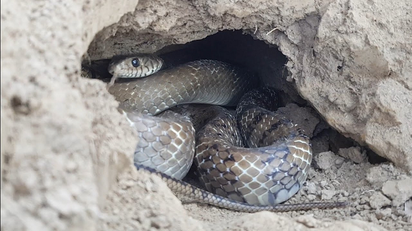 Nhưng rắn hay sống trong hang, vậy làm thế nào để chúng sở hữu "ngôi nhà" cho mình? Câu trả lời là rắn sẽ tìm các hang vốn là "nhà" của các động vật khác (ếch, rùa, chuột) để trú ngụ.