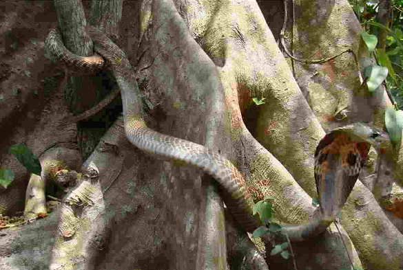 Thường rắn đẻ mỗi năm một lần. Nhiều loài rắn sinh sản bằng cách đẻ trứng. Vài loài giữ trứng đã được thụ tinh trong cơ thể tới khi chúng nở thành con rồi đẻ. Rắn thường chọn nơi ấm để đẻ trứng.