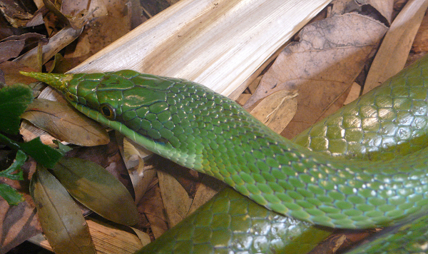 Rắn thanh xà kỳ lân rất dễ nhận biết qua chiếc sừng nhọn hoắt, trông đầy vẻ đáng sợ ở đầu mũi.