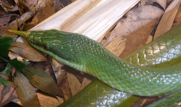 Rắn thanh xà kỳ lân rất dễ nhận biết qua chiếc sừng nhọn hoắt, trông đầy vẻ đáng sợ ở đầu mũi.