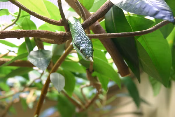 Thanh xà kỳ lân là loài không có độc, chúng vô hại và là 1 loài rắn lành tính. Thức ăn ưa thích của thanh xà kỳ lân là các loài động vật có xương nhỏ như chim, chuột, ếch…