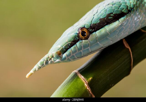 Ở Việt Nam, thanh xà kỳ lân còn liên quan tới một câu chuyện nhuốm màu kỳ bí. Từ nhiều thế hệ đã lưu truyền câu chuyện về một loài rắn có mào.