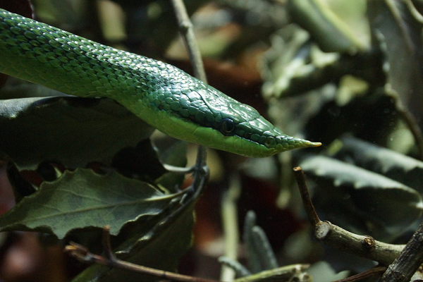 Phát hiện này khiến nhiều nhà khoa học cảm thấy bất ngờ vì vùng phân bố của loài rắn này cách xa 600km so với những ghi nhận tại miền Trung Việt Nam trước đây như tỉnh Quảng Bình.