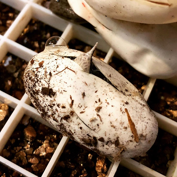 Loài rắn này phân bố chủ yếu ở miền Bắc Việt Nam, tuy nhiên nghiên cứu mới đây về sự phân bố về phía Nam của loài rắn này ở Việt Nam cho thấy vùng xa nhất tìm thấy thanh xà kỳ lân là vùng rừng thuộc dãy Đèo Cả (Phú Yên).