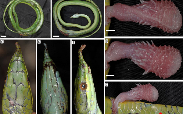 Chức năng chính của cái “sừng” này là để thu hút con mồi. Khi vắt vẻo trên cây cao chiếc”sừng” đóng vai trò như 1 con sâu màu xanh ,nhằm thu hút chim đến săn và trở thành bữa ăn của thanh xà.