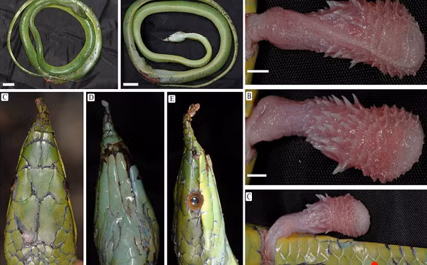 Chức năng chính của cái “sừng” này là để thu hút con mồi. Khi vắt vẻo trên cây cao chiếc”sừng” đóng vai trò như 1 con sâu màu xanh ,nhằm thu hút chim đến săn và trở thành bữa ăn của thanh xà.