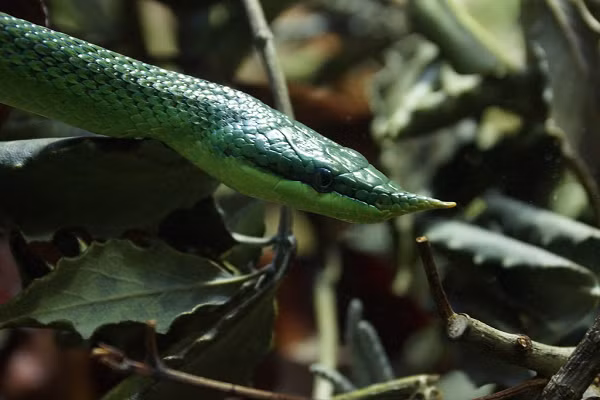 Phát hiện này khiến nhiều nhà khoa học cảm thấy bất ngờ vì vùng phân bố của loài rắn này cách xa 600km so với những ghi nhận tại miền Trung Việt Nam trước đây như tỉnh Quảng Bình.