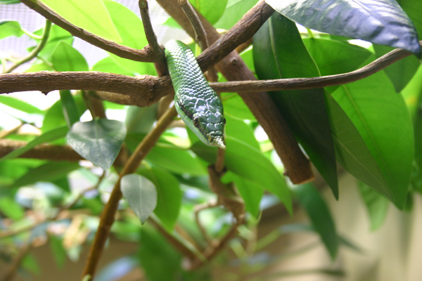 Thanh xà kỳ lân là loài không có độc, chúng vô hại và là 1 loài rắn lành tính. Thức ăn ưa thích của thanh xà kỳ lân là các loài động vật có xương nhỏ như chim, chuột, ếch…