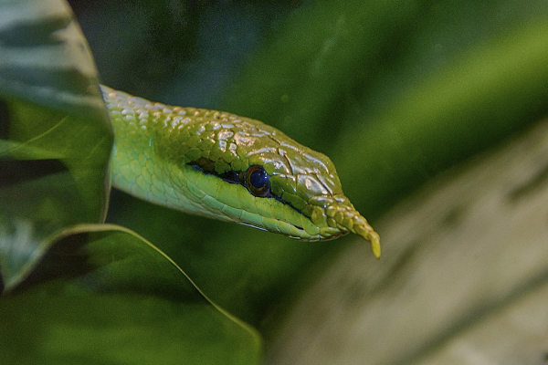 Loài rắn có mào này không bao giờ cắn người nhưng ai cũng khiếp sợ vì chúng được cho là rắn thần, thường canh giữ các đền miếu… Rất có thể hình tượng của loài rắn mào này đã được truyền cảm hứng từ thanh xà kỳ lân.