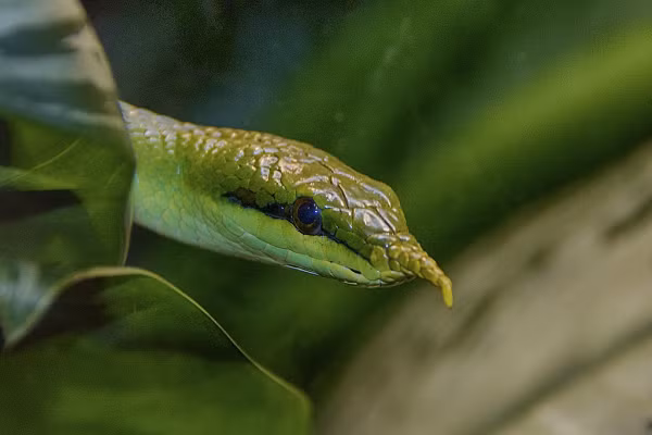 Loài rắn có mào này không bao giờ cắn người nhưng ai cũng khiếp sợ vì chúng được cho là rắn thần, thường canh giữ các đền miếu… Rất có thể hình tượng của loài rắn mào này đã được truyền cảm hứng từ thanh xà kỳ lân.