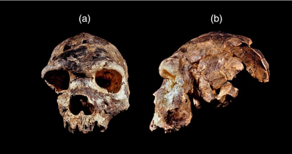 Các hóa thạch này từng được gán cho loài Homo heidelbergensis hoặc loài Homo rhodesiensis, nhưng vẫn gây ra khá nhiều tranh cãi và có những nghiên cứu đưa ra quan điểm trái ngược nhau.