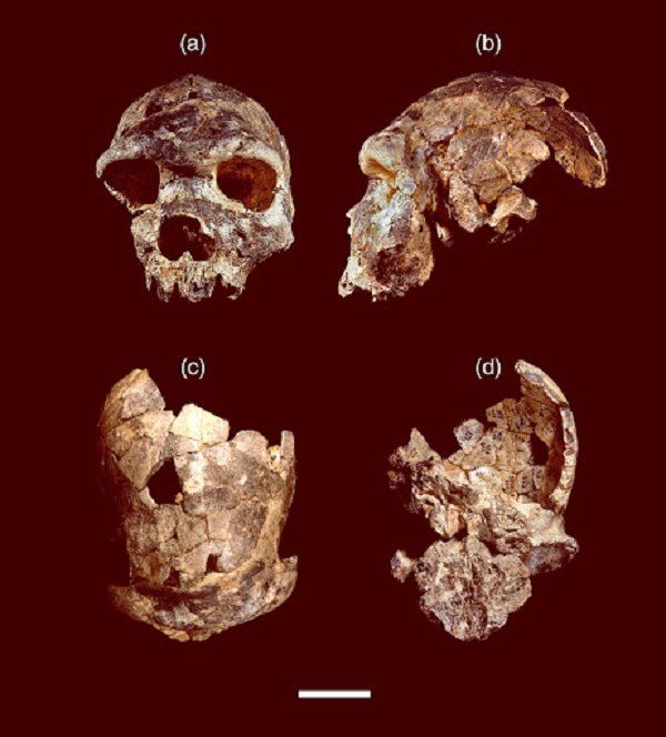 Gần đây, bằng chứng DNA cho thấy một số hóa thạch ở châu Âu được gọi là Homo heidelbergensis thật ra là người Neanderthals thời kỳ đầu. Sự kiện tương tự được phát hiện ở hóa thạch của một số người Đông Á.