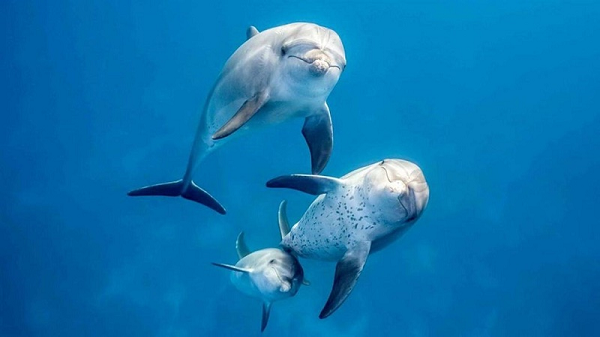 Không những thế, cá heo là loài nhớ dai nhất thế giới động vật. Chúng có thể nhớ được sự việc một cách chi tiết với khoảng thời gian từ trên 20 năm trước. Về khoản này, còn vượt xa cả voi và tinh tinh.