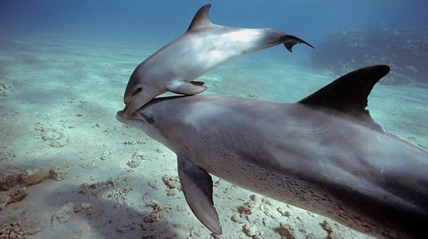 Cá heo là một trong số ít những sinh vật có thể nhận ra mình trong gương. Trong thế giới động vật, rất ít loài làm được điều đó. Tính ra chỉ có vài loài vật có trí tuệ cao như voi, quạ, tinh tinh, vài loài khỉ…