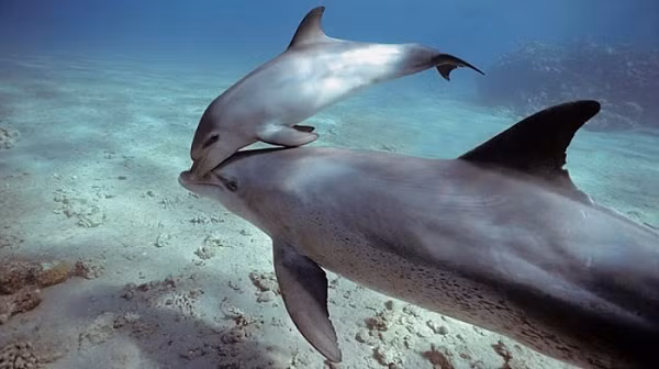 Cá heo là một trong số ít những sinh vật có thể nhận ra mình trong gương. Trong thế giới động vật, rất ít loài làm được điều đó. Tính ra chỉ có vài loài vật có trí tuệ cao như voi, quạ, tinh tinh, vài loài khỉ…