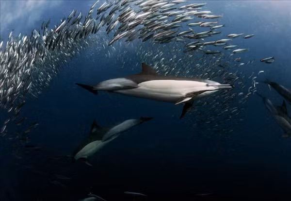 Mang tiếng là cá nhờ khả năng bơi lội, nhưng cá heo vẫn có thể chết vì sặc nước. Vì là thú, nên chúng phải thở bằng phổi, chỉ cần bị lọt nước vào phổi là sẽ chết đuối. Loài người cần khoảng 30ml nước trong phổi mới chết, trong khi cá heo chỉ chịu được 15ml.