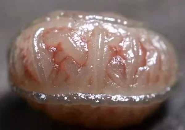 Khi ông Trương nhặt lên thì nhận thấy rằng hóa ra nó là viên đá có vẻ ngoài kỳ dị. Ông quyết định đem nó ra chợ bán cùng số sò, nghêu