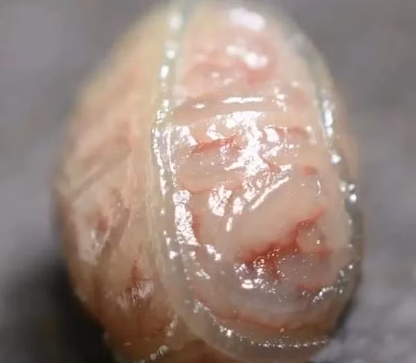 Ông Trương - một ngư dân sinh sống gần biển đã bất ngờ đụng phải vật lạ khi ra bãi cát cào sò, nghêu. Nó có bề ngoài rất đáng sợ, chính xác thì nó có hình như một bộ não người với màu hồng xen lẫn tia đỏ, xung quanh còn có viền trắng.