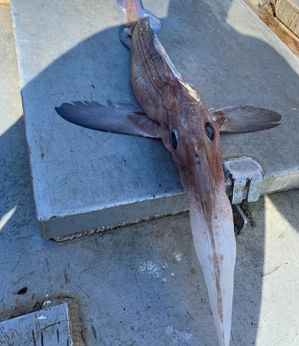 Sinh vật này rất kì dị. Đây là một loài cá sống ở nước sâu, có thể được tìm thấy trong độ sâu 200 đến 1.000 mét, nhưng nó cũng có thể bò sát dưới đáy biển ở độ sâu tới 3.000 mét dưới bề mặt nước.