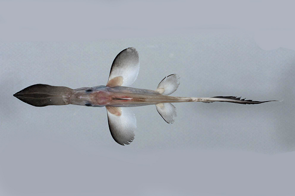 Chimaeras là một trong những loài cổ nhất trong thế giới loài cá với các tên gọi khác như ratfish, rabbitfish hay ghostsharks. Nhưng nó không phải là cá mập. Đó là một nhóm phân nhánh từ cá mập, xuất hiện khoảng 400 triệu năm trước.