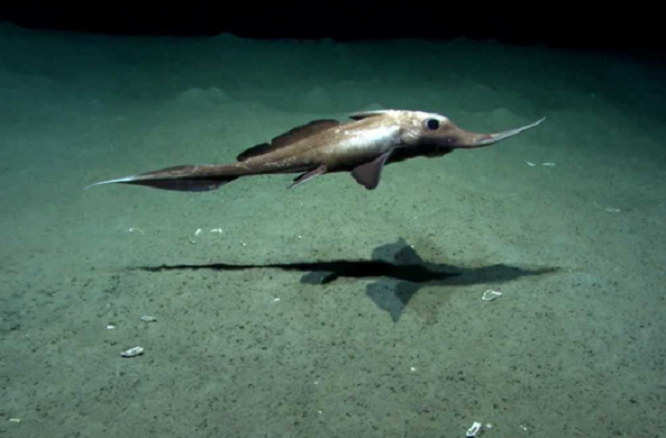 Goodyear hoảng hốt chia sẻ thêm: "Chúng tôi không hề biết rằng con quái vật này có gai độc. Tôi nghĩ rằng đây là một con cá bình thường... nên đã bắt vào nó bằng tay không!"