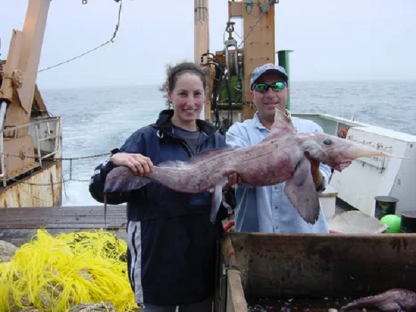 Bà Carolyn Miri cũng chỉ ra cặp vây ngực ở hai bên cá, ngay sau đầu trông như cánh chim. Chimaera trưởng thành có thể dài hơn 150cm, có răng rất nhọn, đủ sức để nghiền nát mọi sinh vật nhỏ như cua, tôm hay sinh vật có vỏ nào đi lạc dưới đại dương.