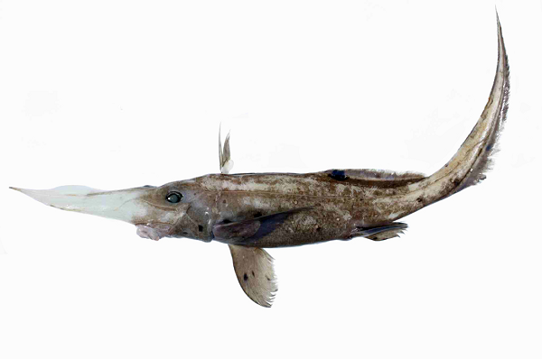 Chimaera mũi dài có đuôi nhọn và phát triển tối đa dài khoảng 90cm. Loài cá này hiếm khi xuất hiện ở vùng Newfoundland này.