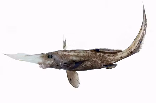 Chimaera mũi dài có đuôi nhọn và phát triển tối đa dài khoảng 90cm. Loài cá này hiếm khi xuất hiện ở vùng Newfoundland này.