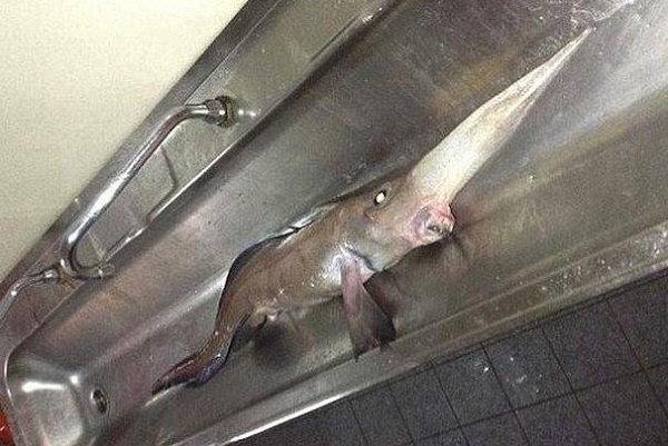 "Loài cá này hiếm khi được nhìn thấy ở tỉnh Newfoundlands và Labradorians, Canada. Cá Chimaera mũi dài thuộc loài cá sụn, bởi toàn bộ xương cá trên xương sống đều là sụn.", Carolyn Miri cho biết thêm.