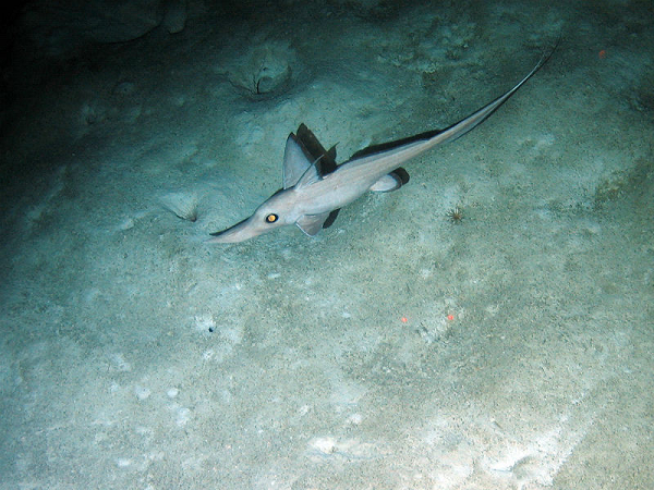 Bên cạnh đó nhà khoa học này cho rằng nhóm câu cá đã rất may mắn khi quái vật đã chết từ trước được đưa lên thuyền. Lý do là bởi sinh vật có gai dài và sắc, khi quẫy, nó có thể tạo ra chấn động lên thuyền và chấn thương nặng nề cho các thuyền viên.