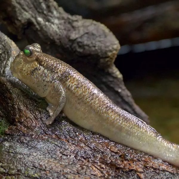 Cá thòi lòi thở bằng phổi và mang. Cơ thể của chúng có thể trữ nước trong mang để hô hấp khi lên cạn, trao đổi khí qua da như ếch. Nó có 2 vây trước làm nhiệm vụ của một “đôi tay”. Chính những cấu tạo đặc biệt của cơ thể mà cá thòi lòi còn có một khả năng leo trèo trên cây và từ cành này có thể nhảy sang cành khác một cách rất điêu luyện. Do đó, cá thòi lòi còn có một tên dân gian khác là “cá leo cây”.