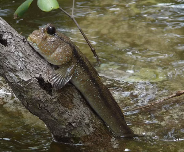 Cá thòi lòi được Tổ chức Sinh vật thế giới xếp vào 1 trong 6 con vật “kỳ lạ nhất hành tinh”. Cá thòi lòi sinh sống chủ yếu dưới tán rừng ngập mặn và vùng Bãi Bồi Mũi Cà Mau. Sở dĩ, cá thòi lòi được lọt vào danh sách các loài động vật “kỳ lạ nhất hành tinh” là nhờ có các đặc điểm có một không hai của mình.