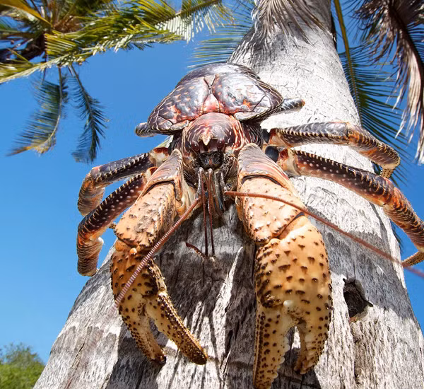  Cua dừa là loài động vật không xương sống lớn nhất trên cạn. Chúng có thể đạt trọng lượng lên đến 4,1 kg, dài 1 m. Cua dừa biết leo cây chủ yếu sống tập trung tại các hòn đảo ở Ấn Độ Dương và Thái Bình Dương.