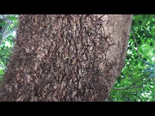 Đó là tôm rừng, một đặc sản nổi tiếng của Lạng Sơn. Hàng năm, cứ từ tháng 6 là người dân Lạng Sơn lại bắt đầu đi săn tôm rừng. Tôm rừng có kích thước khá nhỏ, chân như con cào cào, con nào to nhất cũng chỉ bằng ngón tay út.