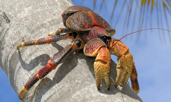 Cua dừa chủ yếu ăn trái cây, các loại hạt, và phần lõi của cây đổ, nhưng cũng ăn cả xác động vật chết và một số loài động vật nhỏ như chuột. Loài cua này có mối liên quan đặc biệt đến cây dừa, vì chúng thường kiếm ăn bằng cách bổ vỏ dừa và ăn phần cùi bên trong.