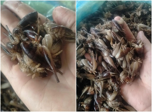 So với tôm thường, loại tôm rừng này có thân màu xám trong, đầu nhỏ, ít râu hơn. Người dân địa phương cho biết loài tôm này rất thính và khôn, hễ thấy người đến là thi nhau bỏ trốn.