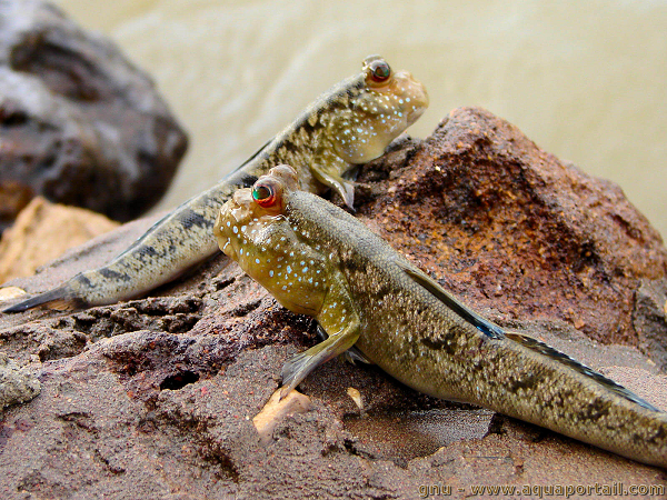 Đặc điểm kỳ lạ nhất khiến cá thòi lòi không giống bất cứ loài cá nào là ở chỗ nó sinh sống được ở vùng nước mặn, nước lợ (nhưng môi trường sống phù hợp nhất của chúng là môi trường nước mặn). Cá thòi lòi trú ẩn dưới hang sâu ngập nước, bơi lội dưới sông, di chuyển trên bùn, chạy nhảy và kiếm mồi trên cạn.