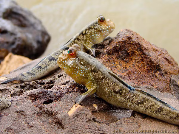 Đặc điểm kỳ lạ nhất khiến cá thòi lòi không giống bất cứ loài cá nào là ở chỗ nó sinh sống được ở vùng nước mặn, nước lợ (nhưng môi trường sống phù hợp nhất của chúng là môi trường nước mặn). Cá thòi lòi trú ẩn dưới hang sâu ngập nước, bơi lội dưới sông, di chuyển trên bùn, chạy nhảy và kiếm mồi trên cạn.