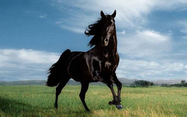 Nó vẫn liều mạng phi nhanh đúng như cái tên của mình để cứu chủ nhân. Tuyệt Ảnh hoàn thành sứ mạng giúp Tào Tháo trốn thoát và sống sót trong trận chiến khốc liệt ở Uyển Thành và cuối cùng đuối sức gục ngã khi bị một mũi tên bắn vào mắt.